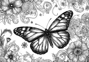 Pretty butterfly in a complex coloring scheme