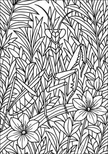 Praying mantis with thick lines