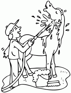 Coloring boy washing a horse