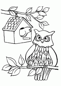 coloring-owl-and-bird