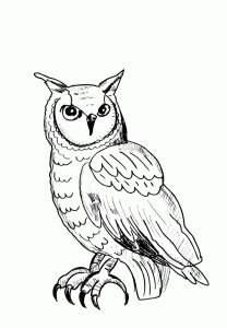 Coloring owl