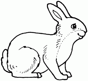 Coloring rabbit 3