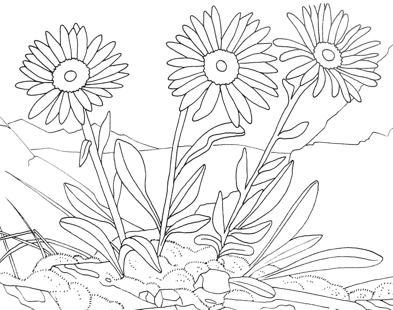 Three cute flowers to color