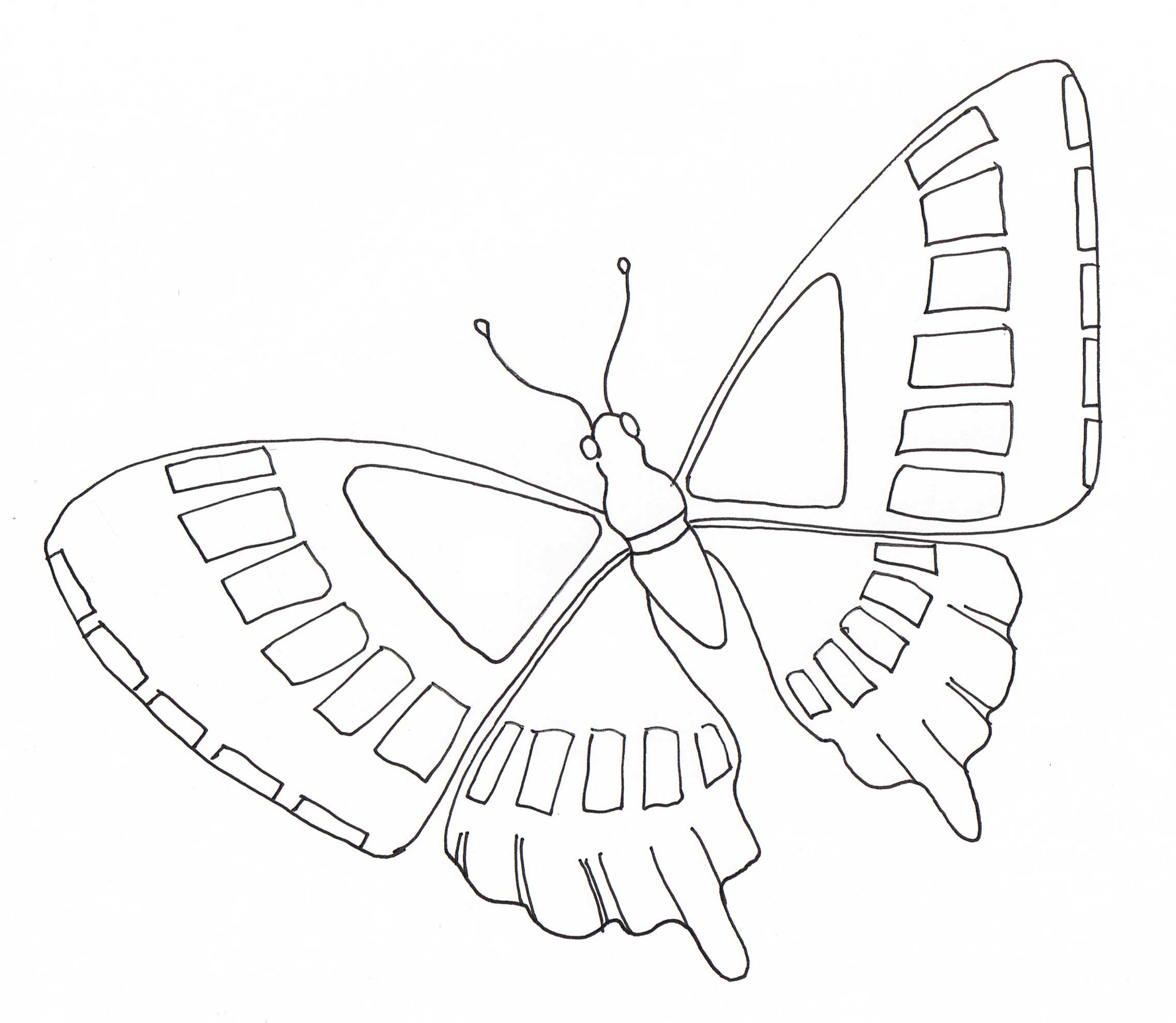 flying butterfly drawings for kids