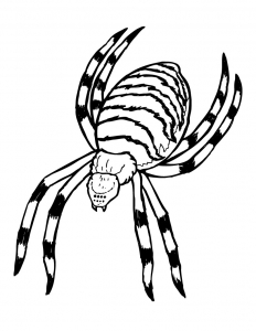 Coloring scary spider