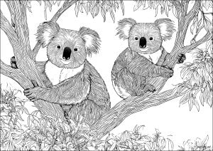 Two koalas in a tree