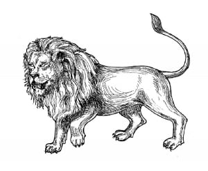 Illustration representing a lion (Coloring Page)