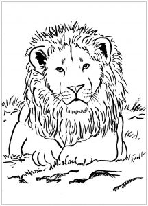 Coloring majestic lion