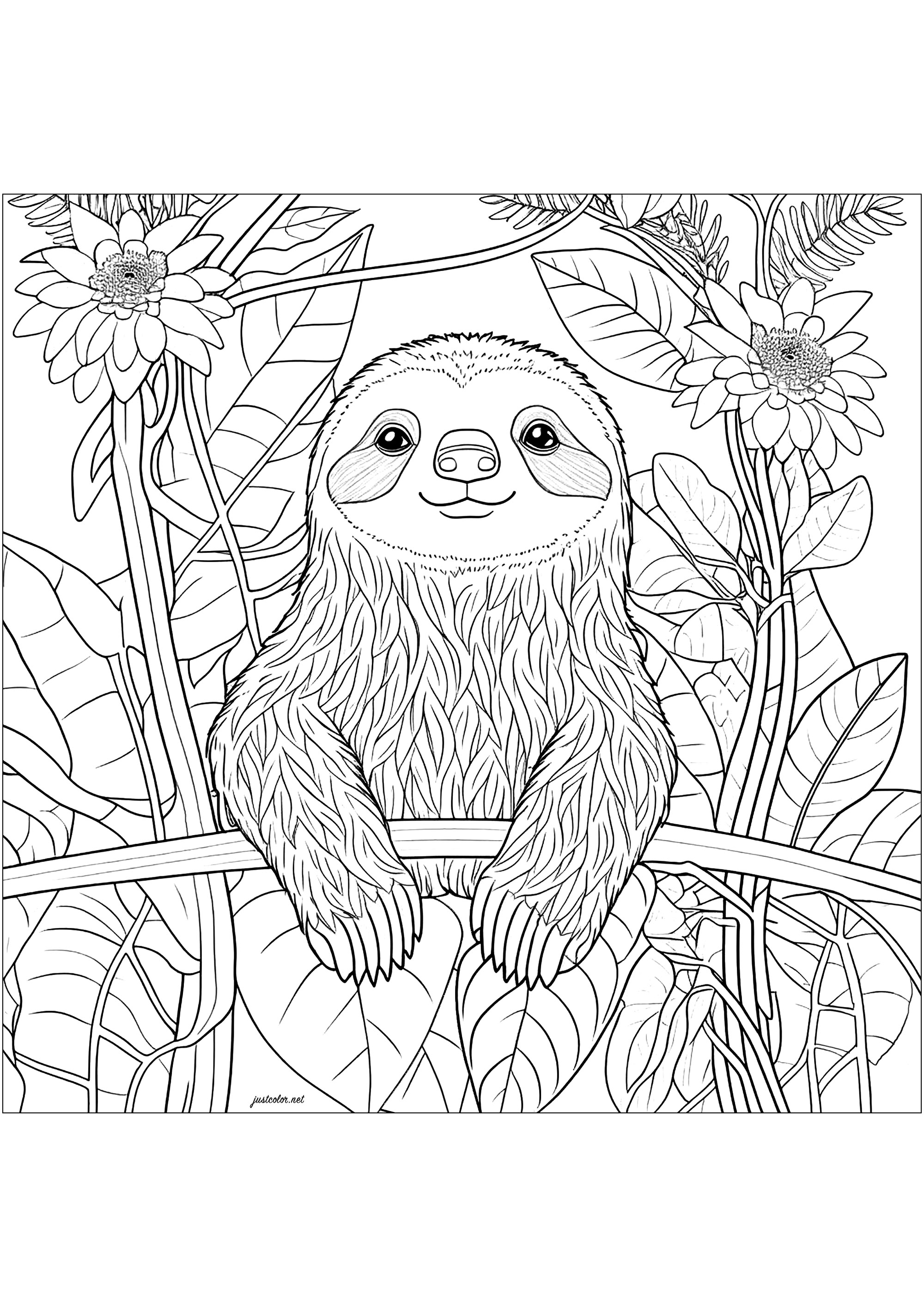 Coloring a Sloth. Sloths are tree-dwelling mammals from South and Central America with an original way of life: they hang upside down in trees almost all the time, moving slowly.