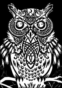 Owl Black Background