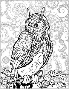Coloring owl on tree branch background