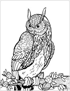 Coloring owl on tree branch