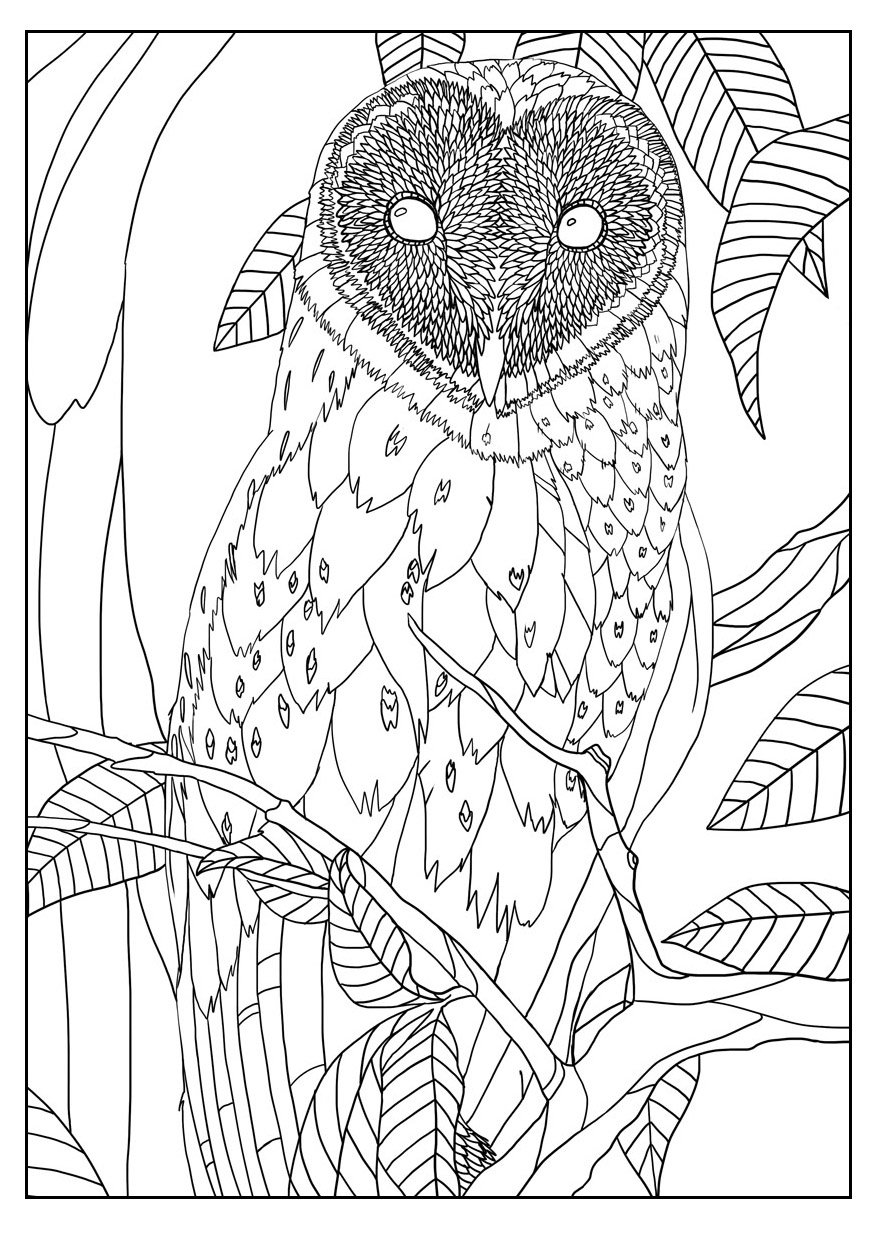 Exclusive coloring page for adult of a Barn Owl, Artist : Mizu