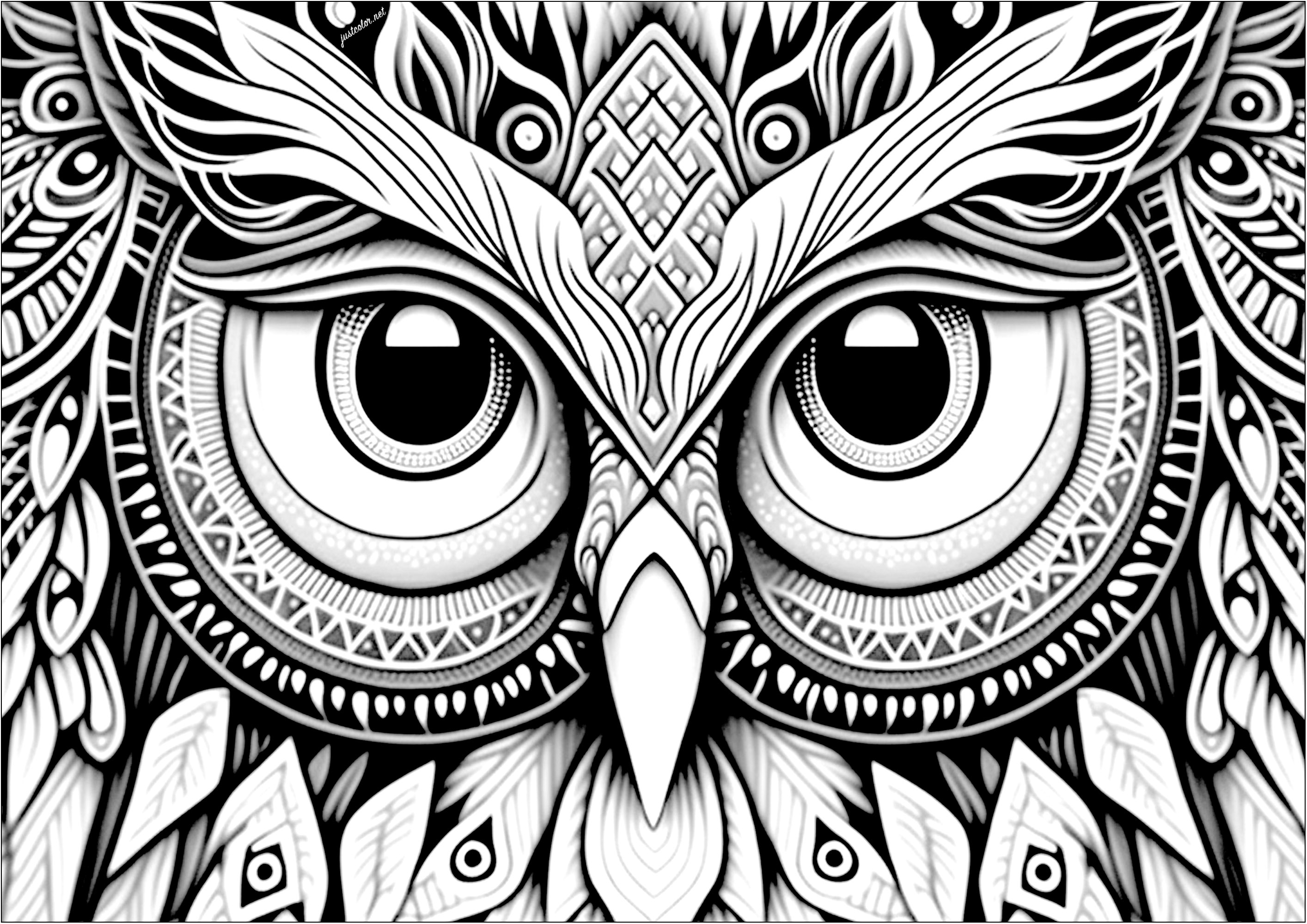 A beautiful owl with nice feathers to color. This cute coloring page represents the head of an owl to color. The owl is very expressive and the details of its feathers are both realistic and abstract.