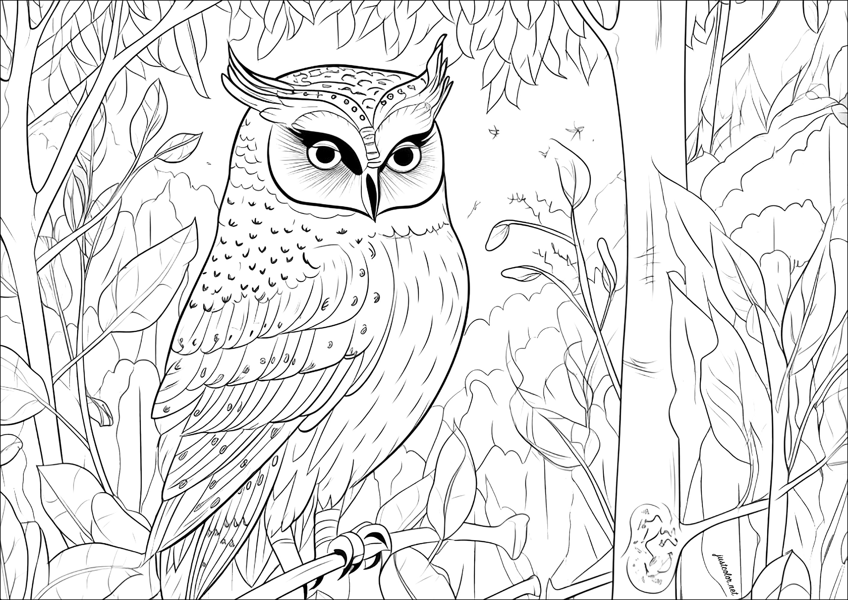 Pretty owl in the forest. A beautiful coloring page depicting an owl perched on a branch in the middle of a forest.Lots of details to color, both in the main subject and in the plant background.