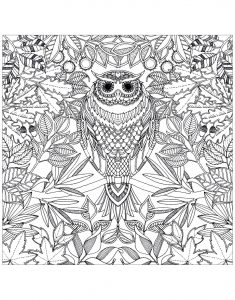 Coloring adult hibou