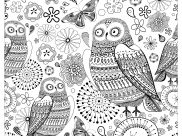 Owls Coloring Pages for Adults
