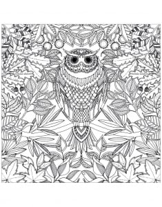 Owl with piercing look (Coloring Page)