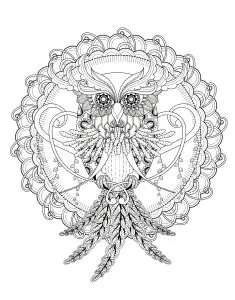 Owl kchung