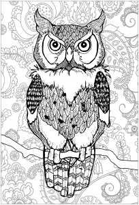 Coloring piercing eyes owl with background