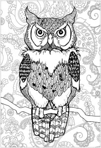 Coloring piercing eyes owl with background