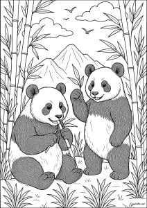 Duo of pandas in a bamboo forest