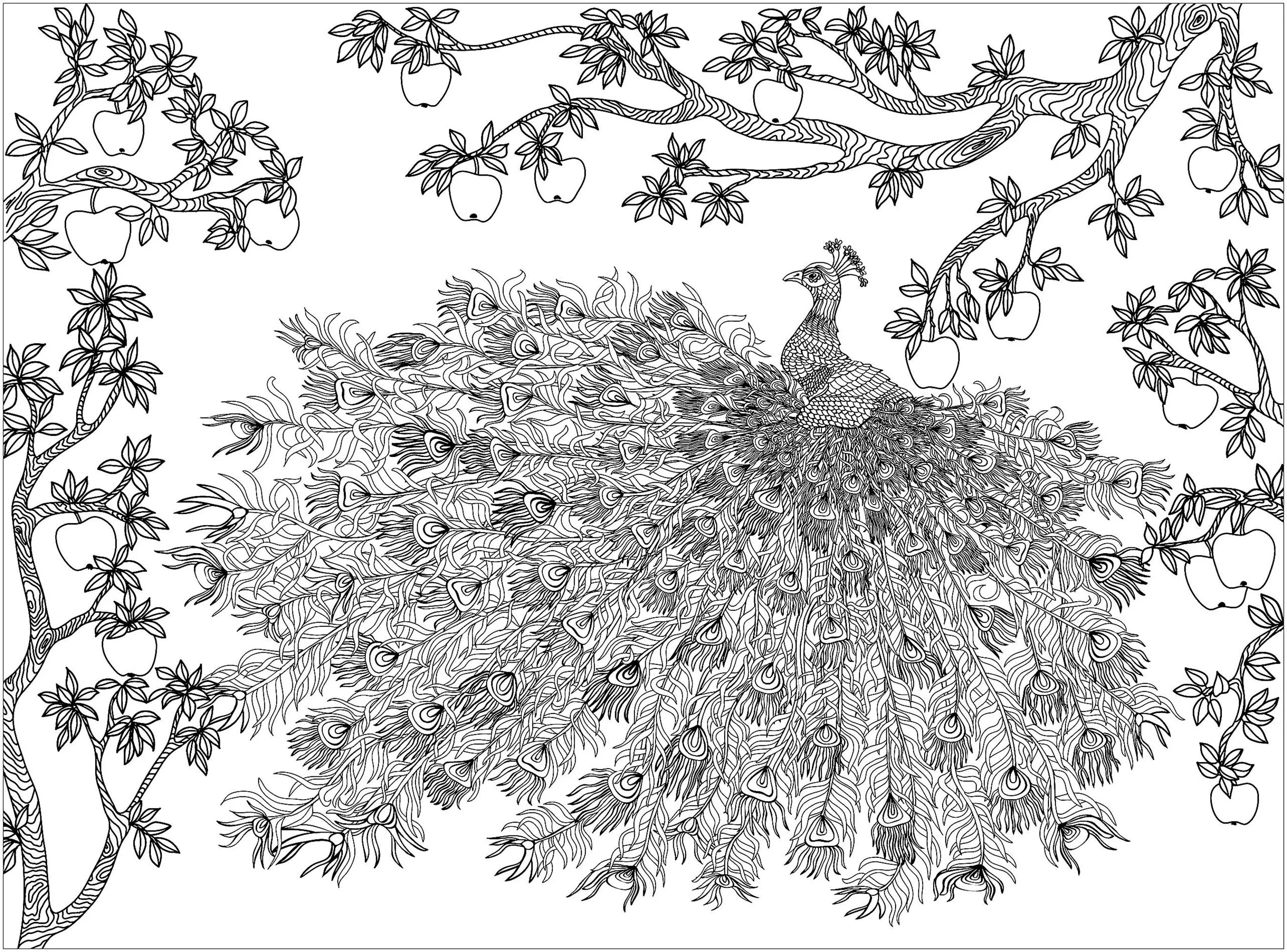 Peacock and apple tree (Printable Coloring Page for adults)