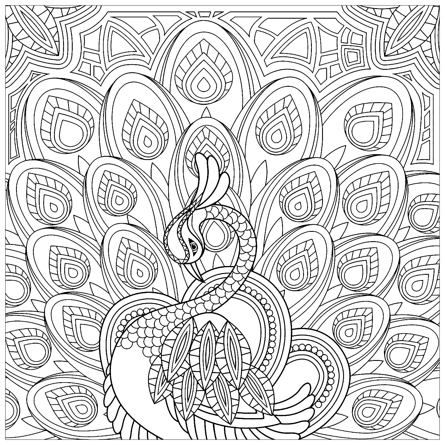 Color this beautiful peacock