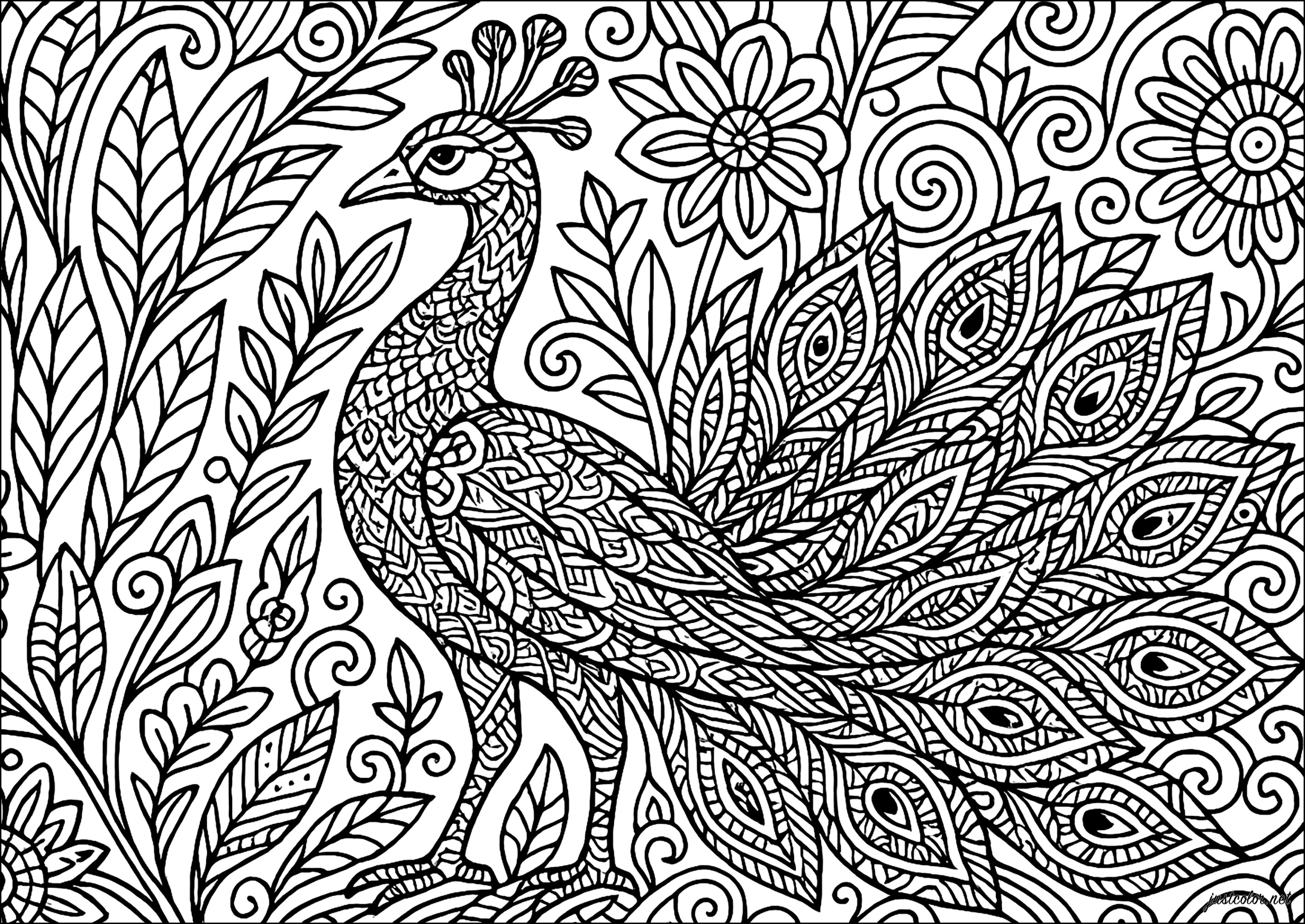 Majestic peacock and floral motifs (Printable Coloring Page for adults)