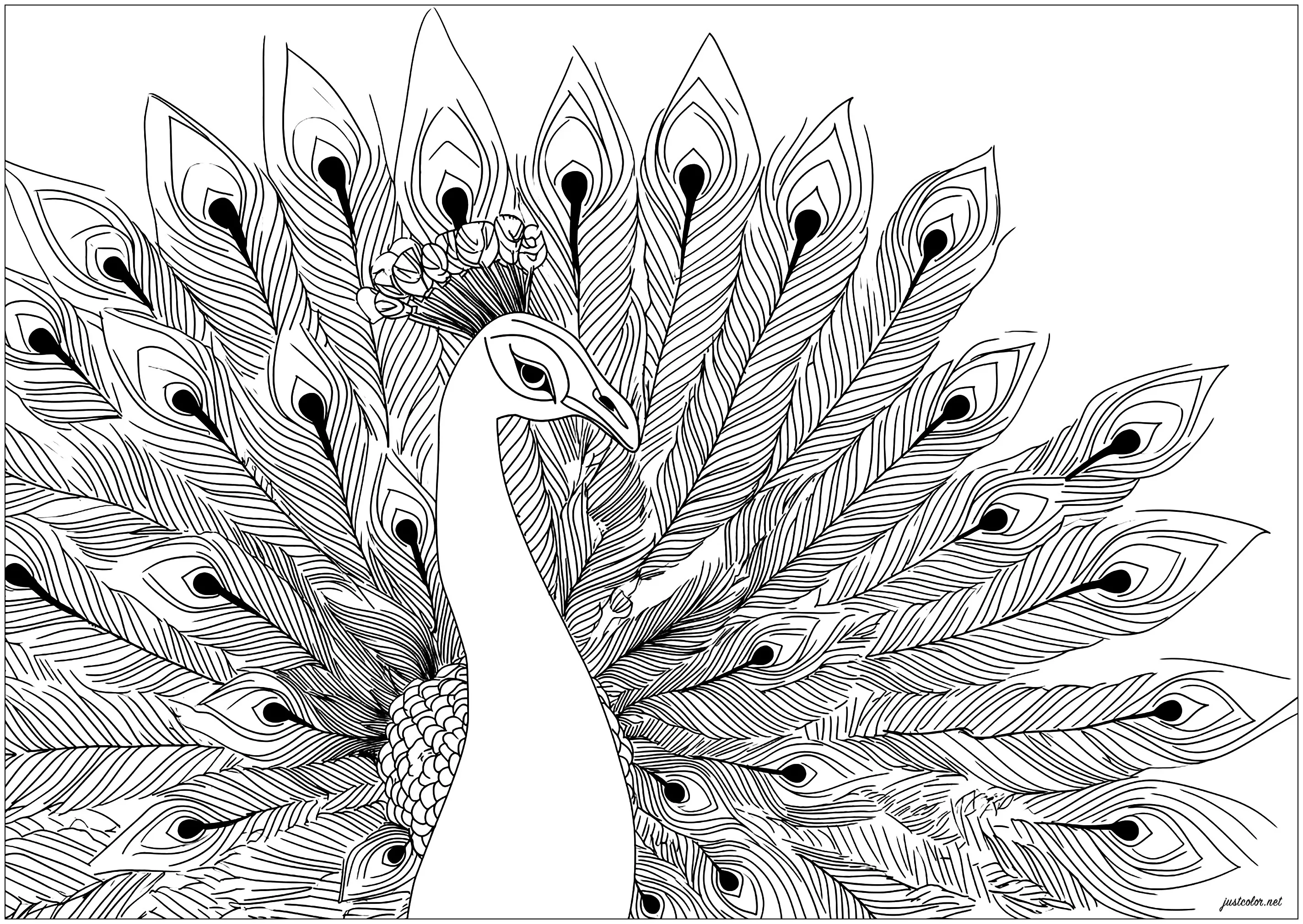 Beautiful peacock with spread wings (Printable Coloring Page for adults)