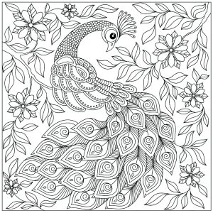 Coloring Sheet Peacock Mandala Peacocks Coloring Pages for Adults