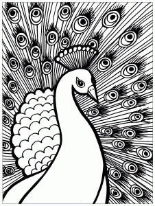 Magnificient Peacock