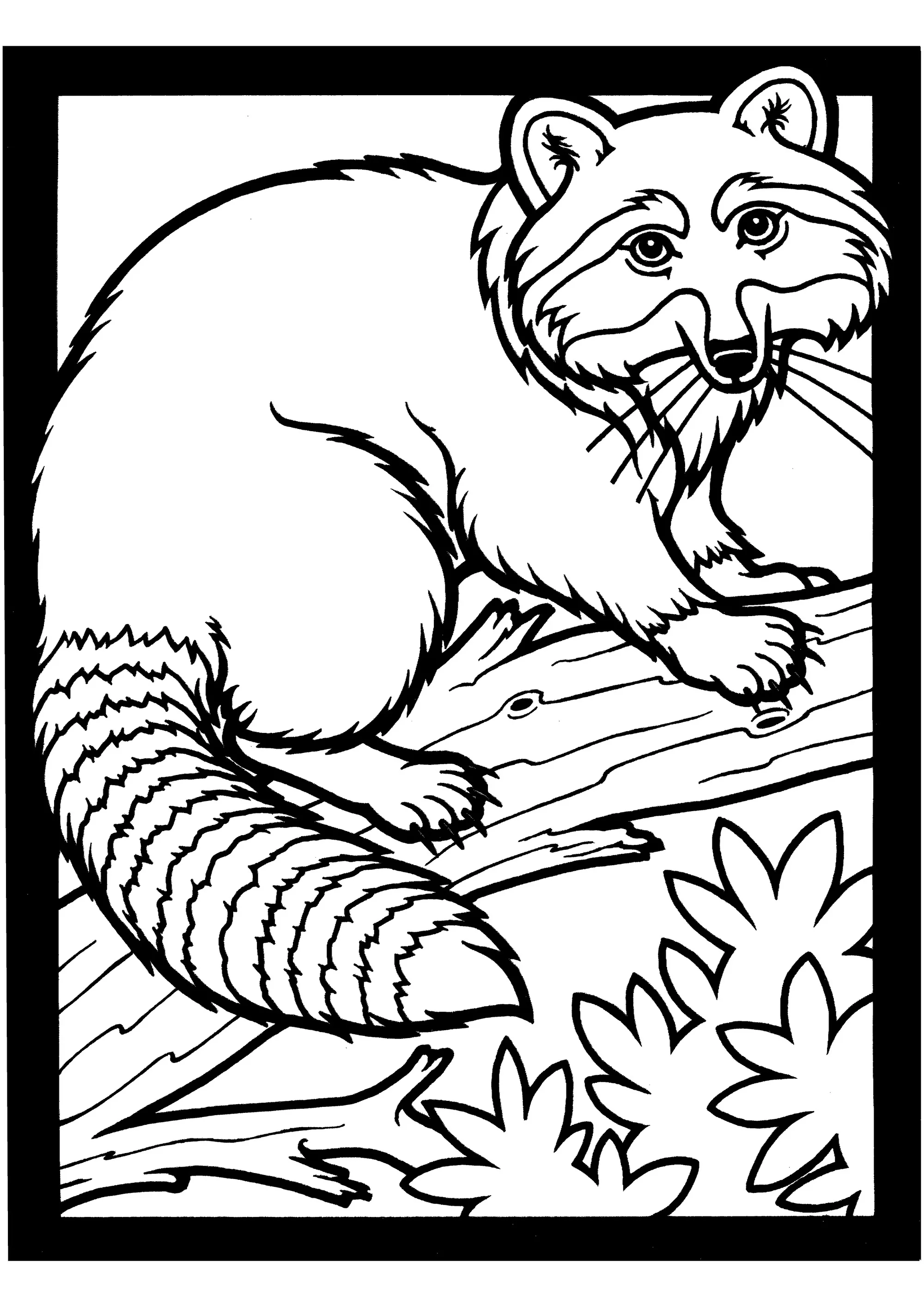 Raccoon on a branch (Printable Coloring Page for adults)