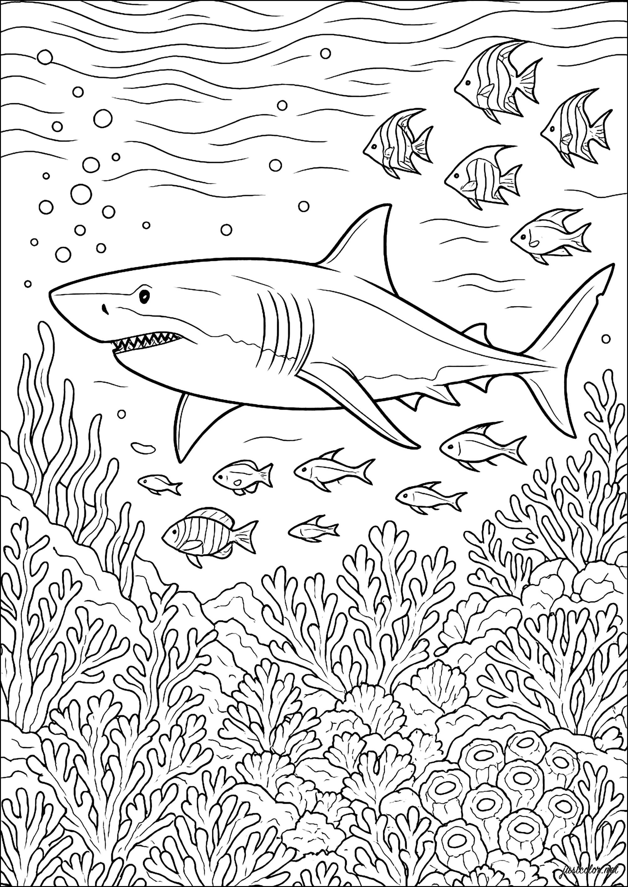 King of the oceans (Printable Shark Coloring Page for adults)