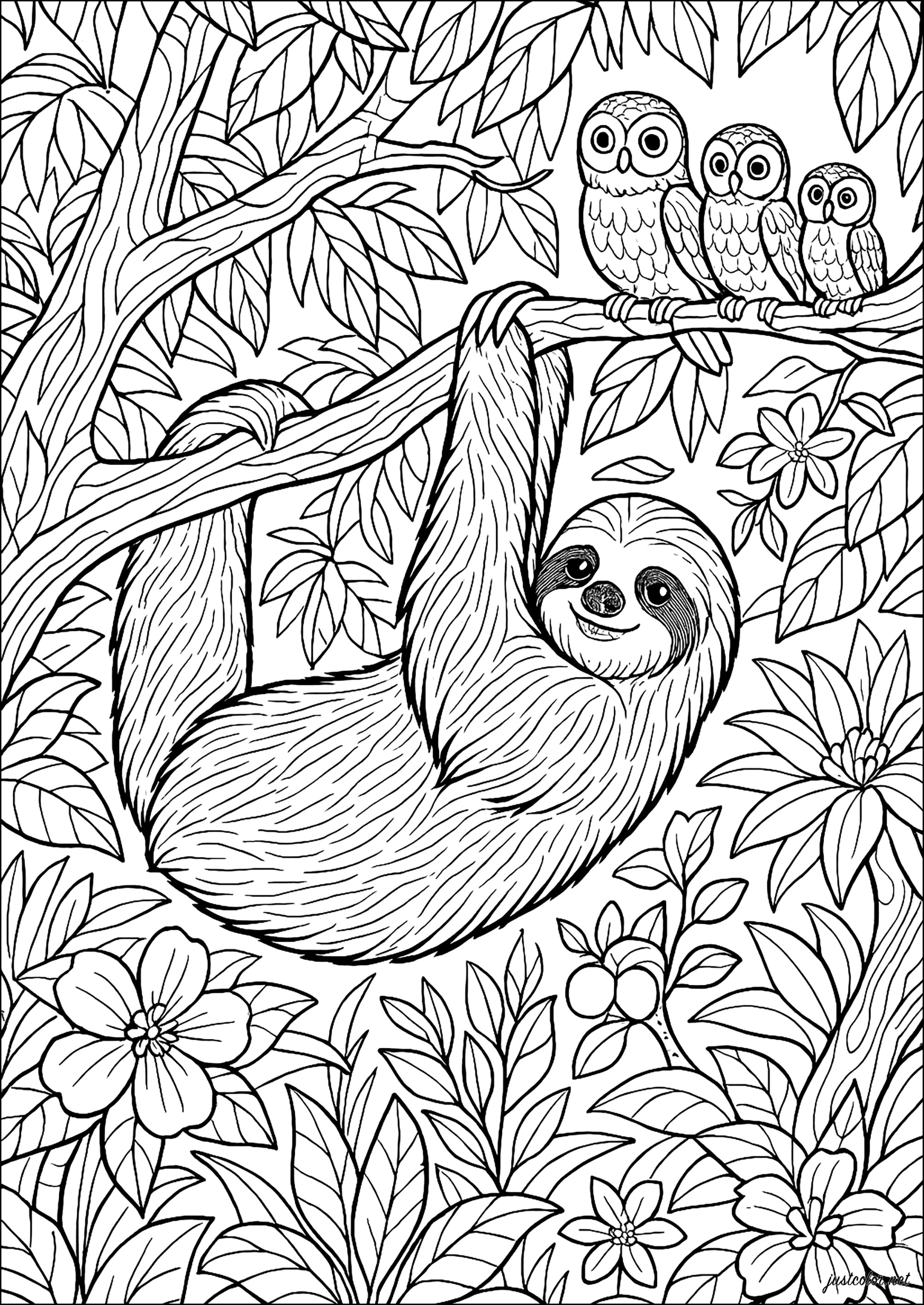Sloth observed by owls (Printable Coloring Page for adults)