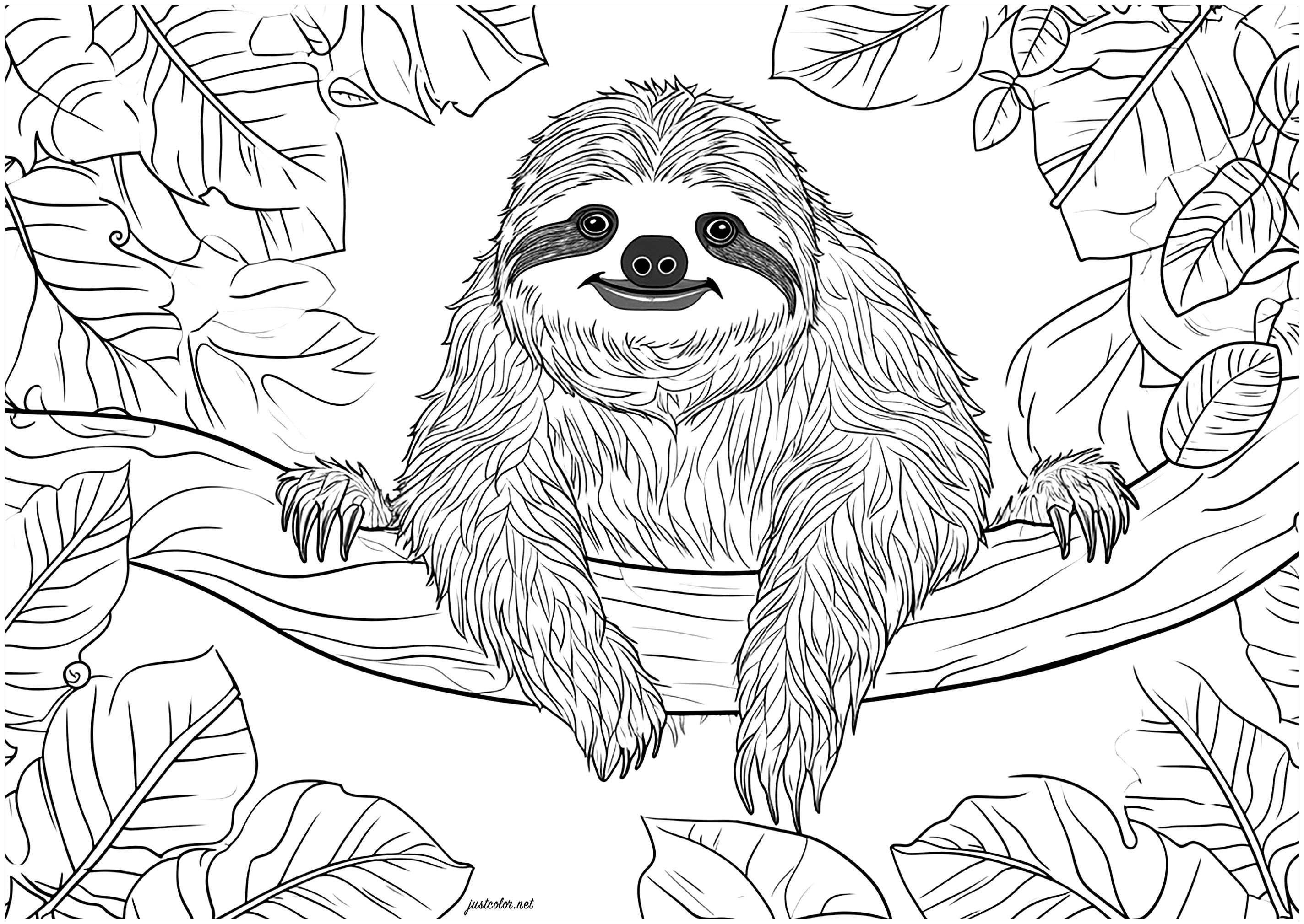 Facetious sloth on a branch