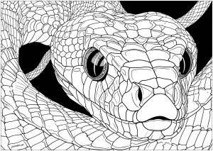 Snake head with piercing gaze