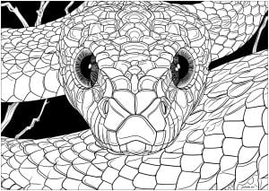 Face To Face With A Snake