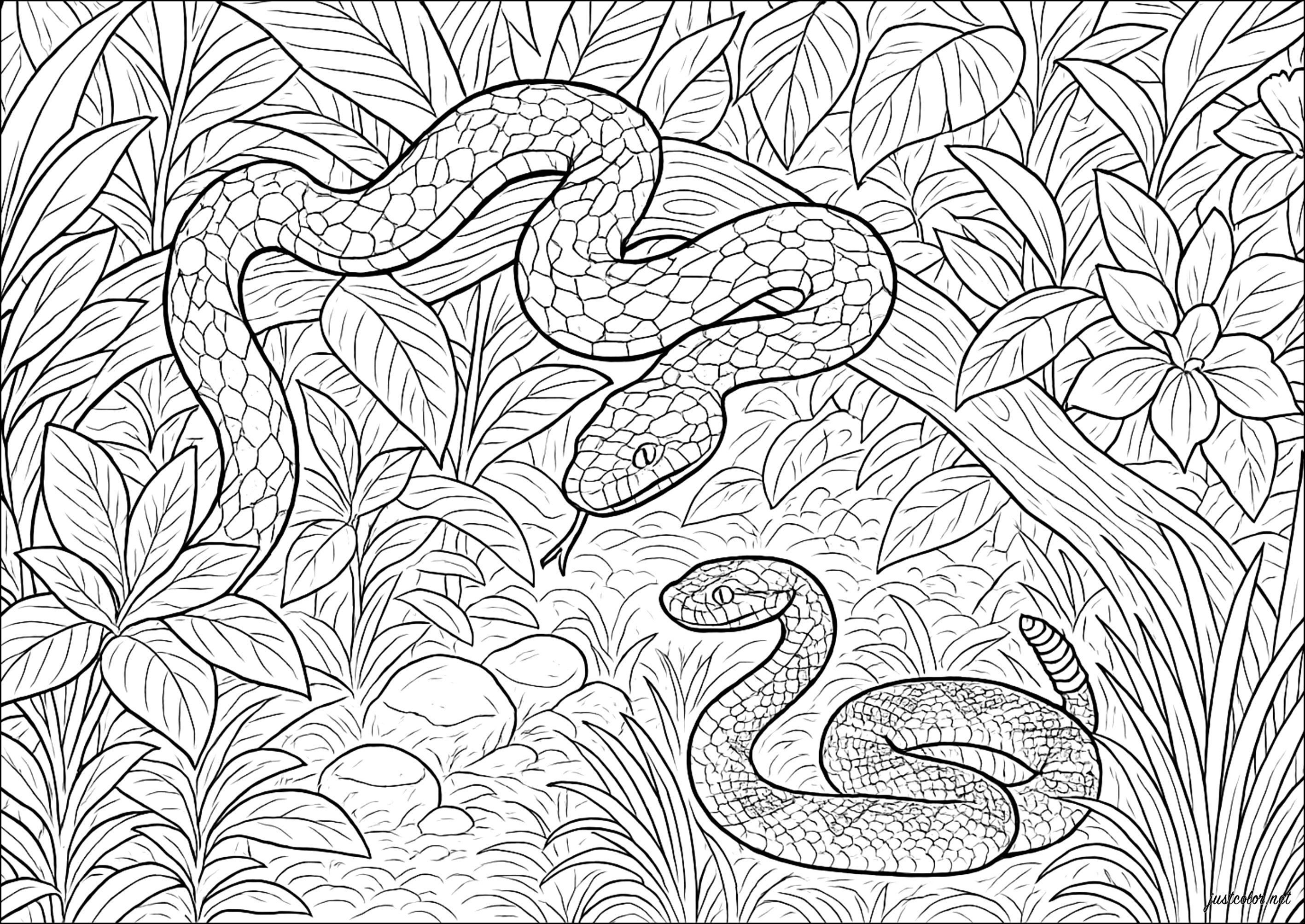 Python and Rattlesnake in the Jungle (Printable Snake Coloring Page for adults)