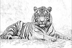 Printable Tigers coloring sheets for adults