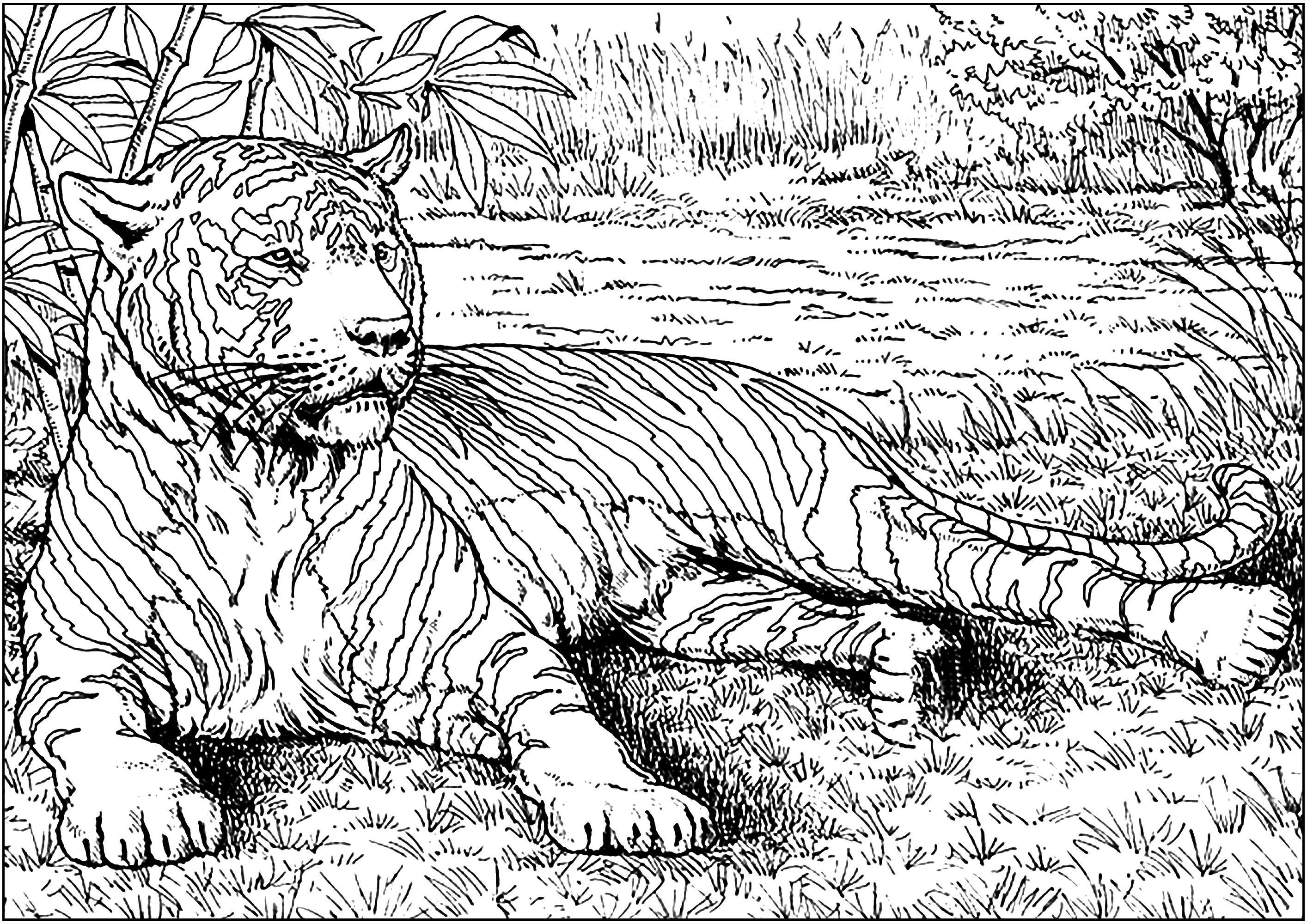 Coloring page : Tigers - 13