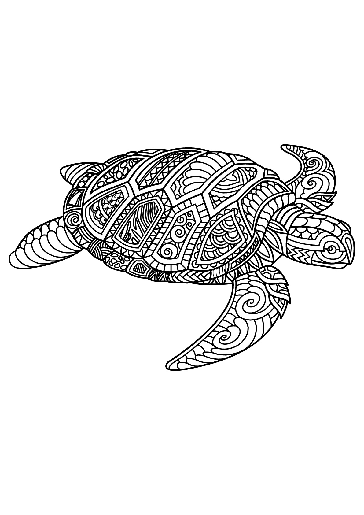 Turtle, with complex and beautiful patterns