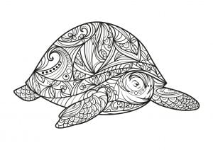 Big turtle (Turtle and Tortoise Coloring Page)
