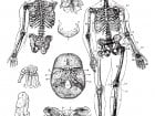 Human Skeleton Vintage Engraving