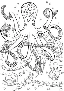 Pretty octopus from the seabed