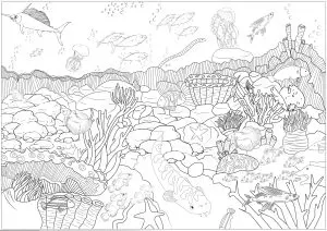Color these seabed and the different species of fishes, octopus, corals that live there ...