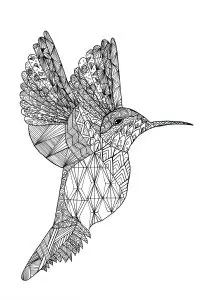 Zentangle colibri by chloe