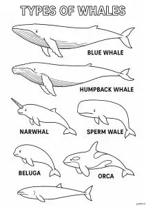 Différents types de baleines (en anglais)