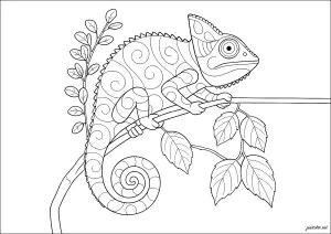 Charmant caméléon sur une branche