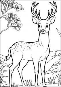 Joli Cerf